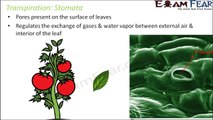 Biology Transport in Plants part 15 (Transpiration pull) CBSE class 11 XI