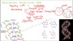 Biology Biomolecules Plants part 21 (Nucleic Acids: DNA, RNA) CBSE class 11 XI