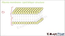 Biology Cell Unit of Life part 9 (Plasma Membrane: structure) CBSE class 11 XI