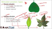 Biology Morphology of Flowering Plants part 15 (Reticulate & parallel Venation) CBSE class 11 XI