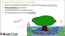 Biology Morphology of Flowering Plants part 6 (Root Modification:Respiration, Support) CBSE class 11
