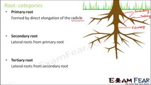 Biology Morphology of Flowering Plants part 2 (Root : Categories & Function) CBSE class 11 XI