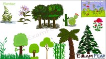 Biology Plantae part 1 (Introduction : Characteristics & Examples) CBSE class 11 XI