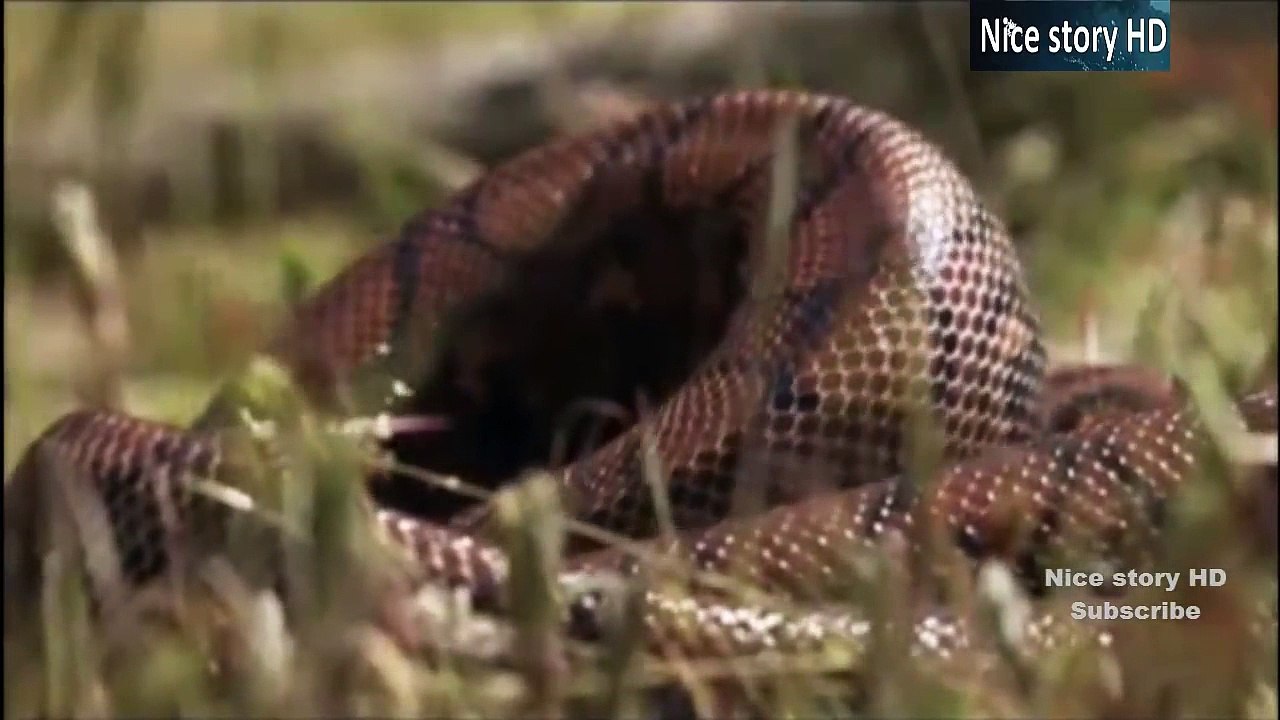 Animal planet - दानव सांप (Monster Snakes) - video Dailymotion
