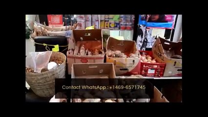 ANR e ye ko menacer famille ya Rossy, Kabund a faché mabe, eyinda kaka!