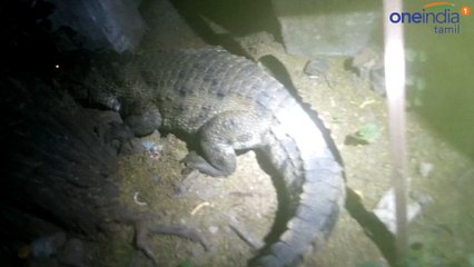 நடு இரவில் வீட்டுக்குள் புகுந்த ராட்சத முதலை