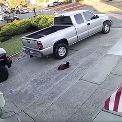 2 Dogs Attacking a Sleeping Cat