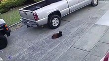 2 Dogs Attacking a Sleeping Cat