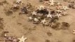 Thousands of Starfish Wash Ashore in Southeast UK