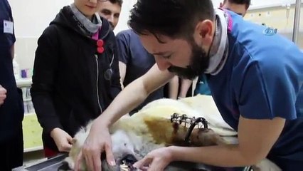 Kangalı Dünyada İlk Kez Uygulanan Yöntemle Tedavi Ettiler