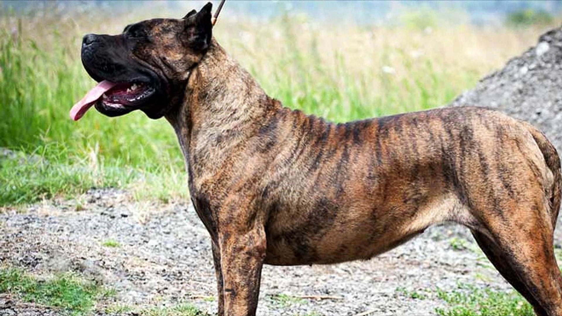 Difference Between Presa Canario And Dogo Canario Video Dailymotion