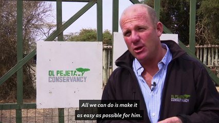 Last male northern white rhino struggles with ill health