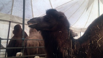 Bébés chameaux Cirque Bouglionne  - Liège