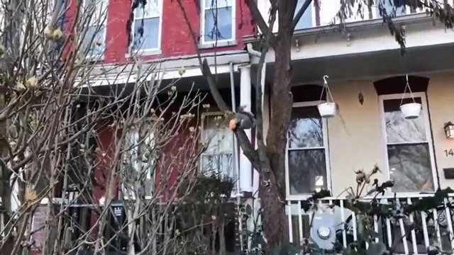 Cet écureuil est un accro aux donuts