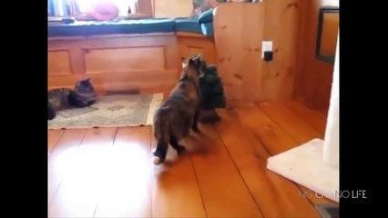 شاهد الفيديو لتعرف حقيقة القطط