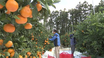 감귤로 혈관치료용 물질 개발 / YTN