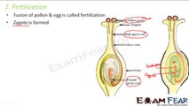 Biology Reproduction part 15 (Seed formation, Germination) CBSE class 10 X