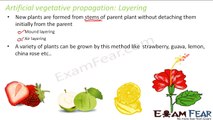 Biology Reproduction part 9 (Artificial vegetative propagation) CBSE class 10 X