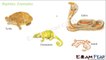 Biology Diversity in Living Organisms part 24 (Reptilia, Aves & Mammals) CBSE class 9 IX