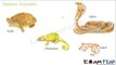 Biology Diversity in Living Organisms part 24 (Reptilia, Aves & Mammals) CBSE class 9 IX