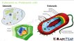 Biology Fundamental Unit of Life part 7 (Structure of cell- Nucleus) CBSE class 9 IX