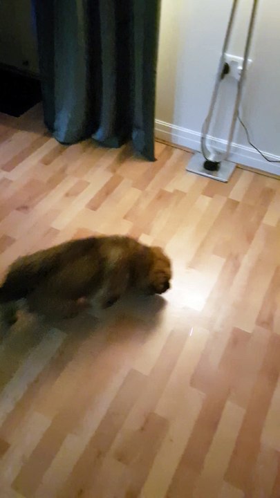 7 weeks old German Shepherd chasing a laser pointer.