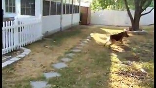 German Shepherd Fetches Ball, Returns to Find His Soldier Home from Deployment