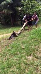 Kutyát próbáltak megmenteni egy hatalmas anakonda öleléséből