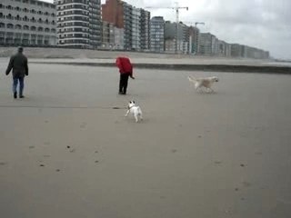 Darla a la côte Belge