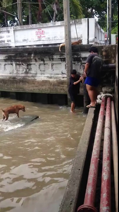 Ils aident un chien en difficulté dans l'eau