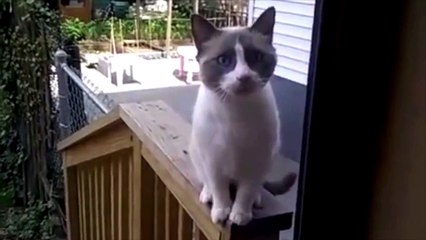 Compilation vidéos drôle chats et animaux