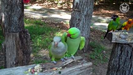 Super Vocal Birds | Funny Bird Video Compilation 2017