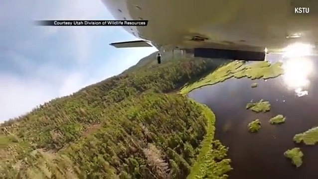 Ils réempoissonnent un lac de montagne grâce à un largage de poissons en avion !