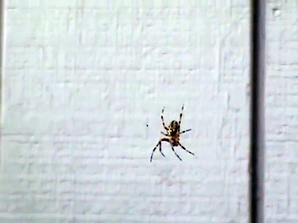 Cette petite araignée a peur des cris... Trop mignon