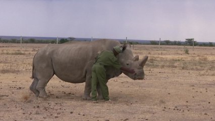 마지막 남은 '수컷' 북부흰코뿔소 건강 악화 / YTN