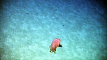 Mesmerizing Footage Captures A 'Sea Pig' In Action