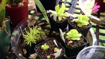 Carnivorous Plant Update: King sundew seedlings, Cobra lily bloom spike & feeding new Venus Fly trap