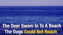 Un cerf plonge dans la mer pour éviter d'être attaqué par des chiens sauvages
