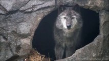 Les images incroyable d'un loup qui hurle sous l'orage : magnifique