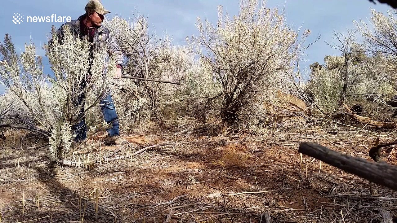 US man accidentally traps a mountain lion