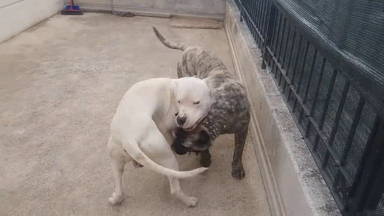 Dogo Argentino vs Presa Canario FACTS