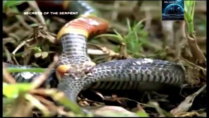 Dangerous Creatures - सर्प (The Serpent)