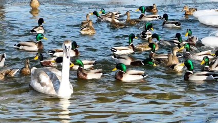 Утки, лебеди зимой. Лиепая.