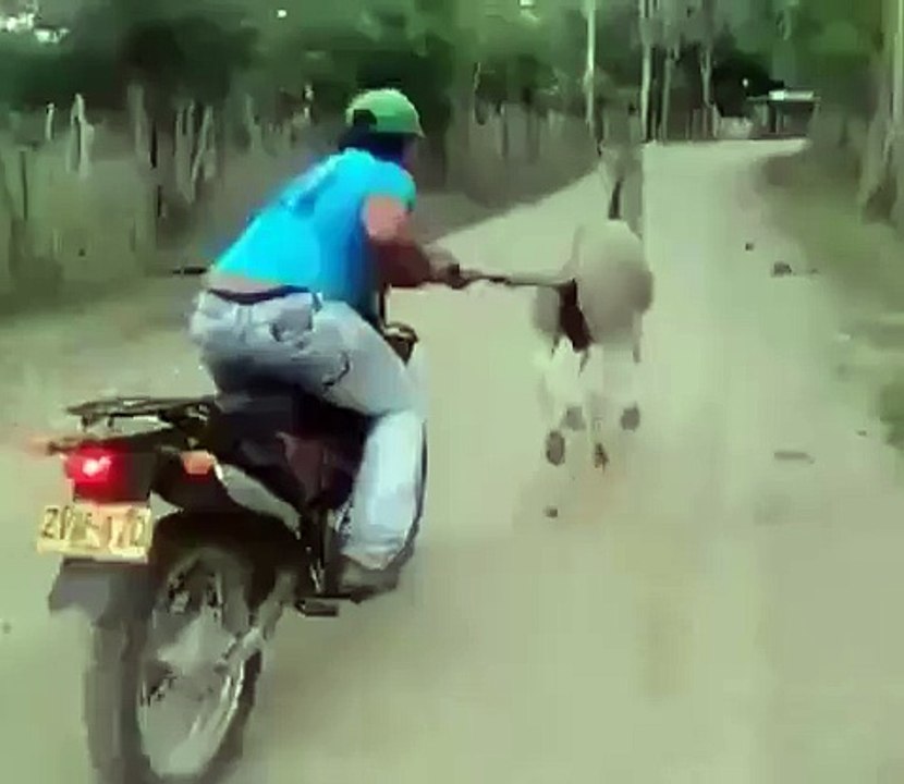 FUNNIEST VIDEO 4