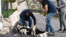 Yaralı sokak köpeğine zabıta ekipleri sahip çıktı