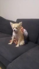 La vidéo la plus mignonne de la semaine... Craquant