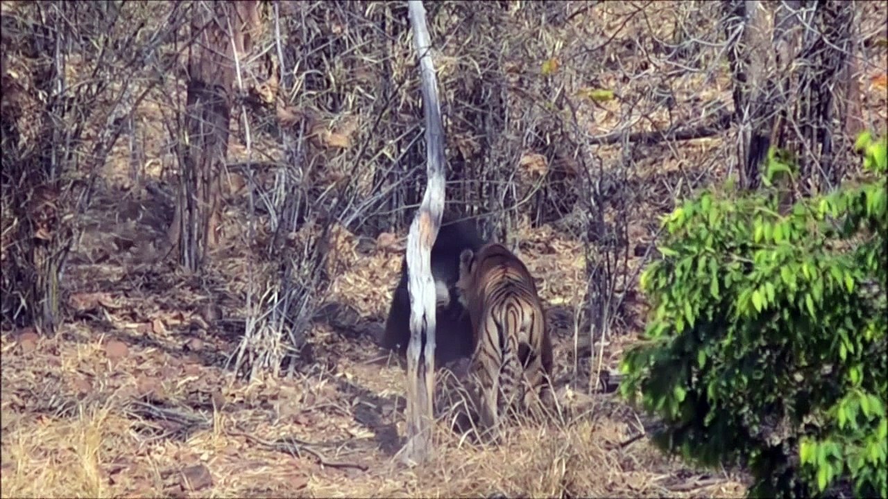 Tiger and sloth bear survive vicious fight