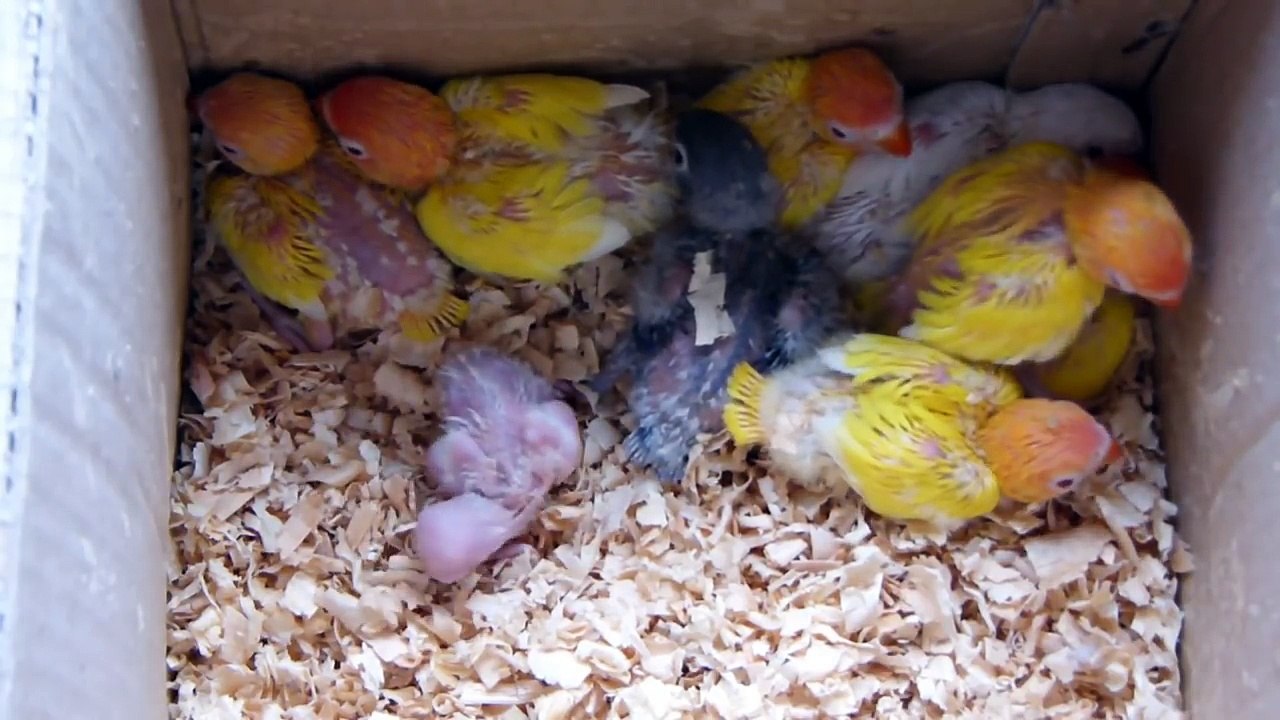 Lovebirds Ki Basic information _ Lovebirds Cage, Box and Breeding Life
