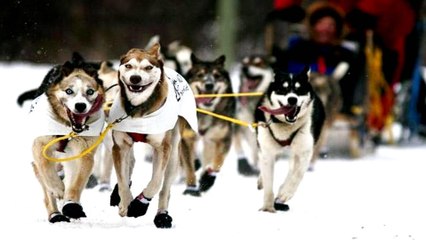 Dog-sled racers hope to outpace last year's doping scandal