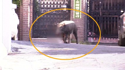 멧돼지 등 야생동물 피해 급증...개체 수 조절 대책 시급 / YTN